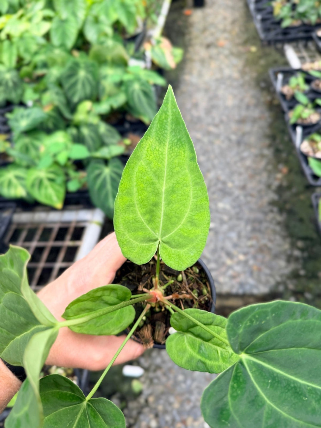 Handpicked 124 - Anthurium [Forgetii X Crystallinum] X Midnight Velvet | Uprooted