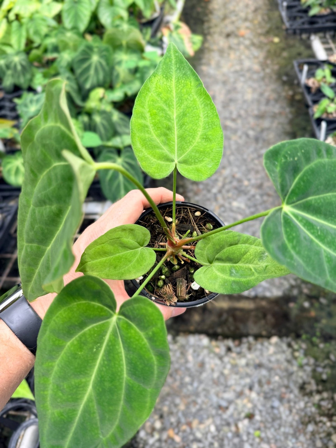 Handpicked 124 - Anthurium [Forgetii X Crystallinum] X Midnight Velvet | Uprooted