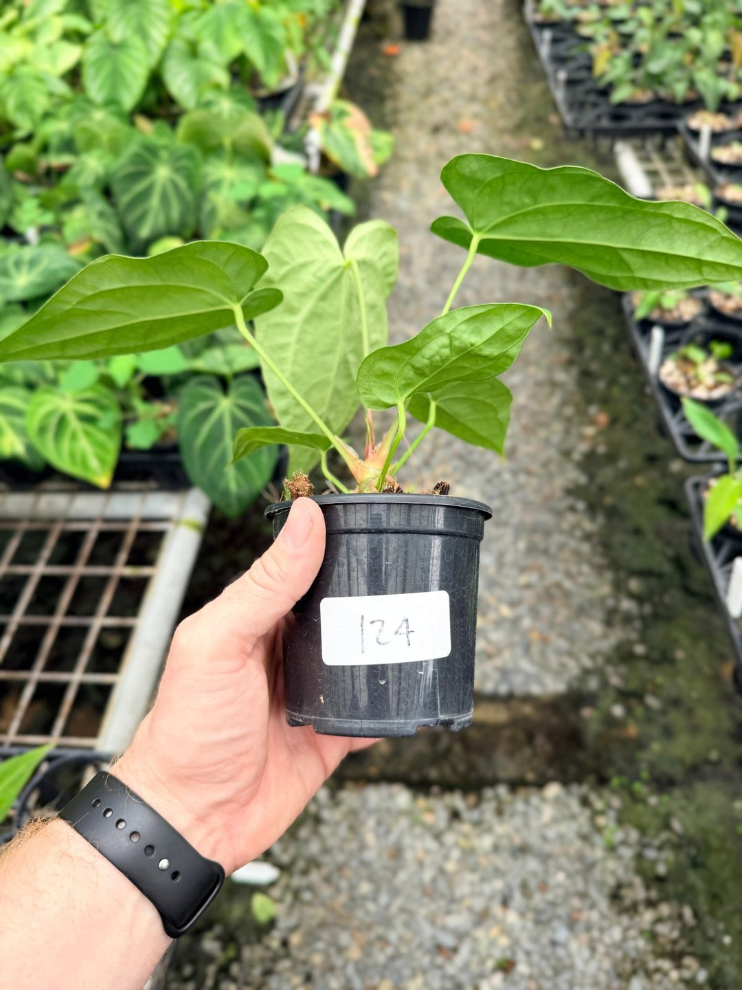 Handpicked 124 - Anthurium [Forgetii X Crystallinum] X Midnight Velvet | Uprooted