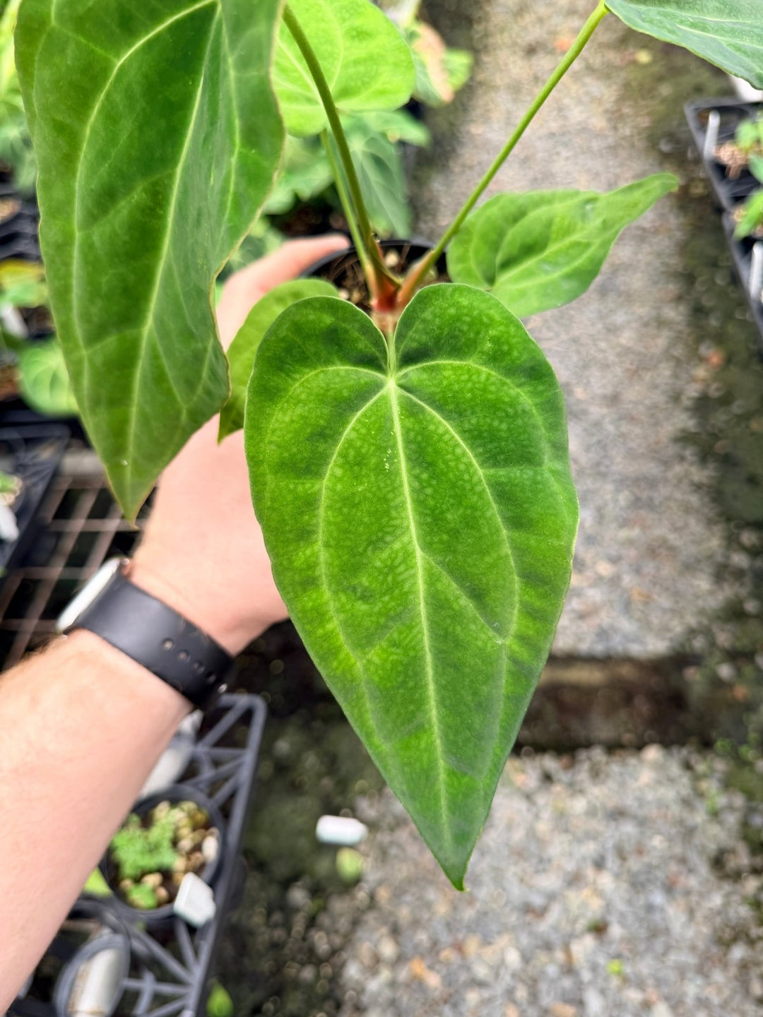Handpicked 124 - Anthurium [Forgetii X Crystallinum] X Midnight Velvet | Uprooted