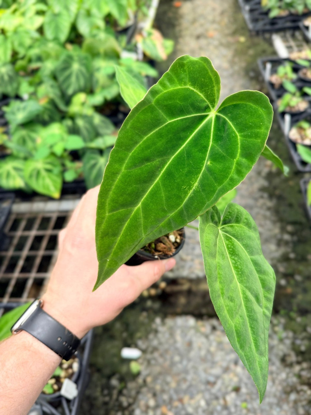 Handpicked 124 - Anthurium [Forgetii X Crystallinum] X Midnight Velvet | Uprooted
