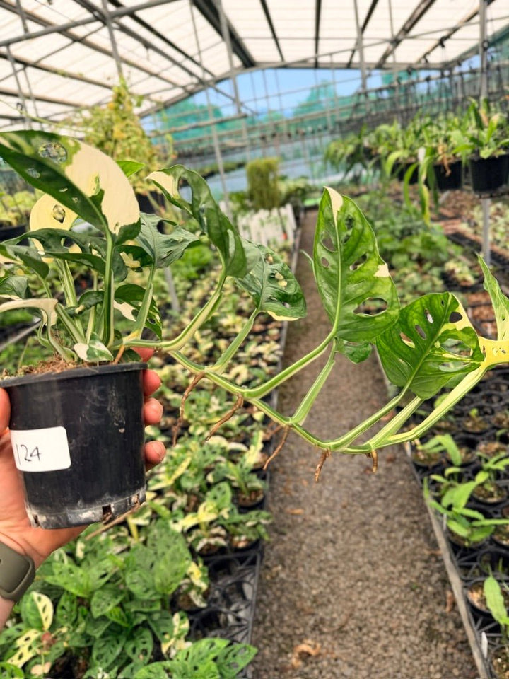 Handpicked 124 - Monstera Adansonii - Monkey Mask - Variegated Albo | Uprooted