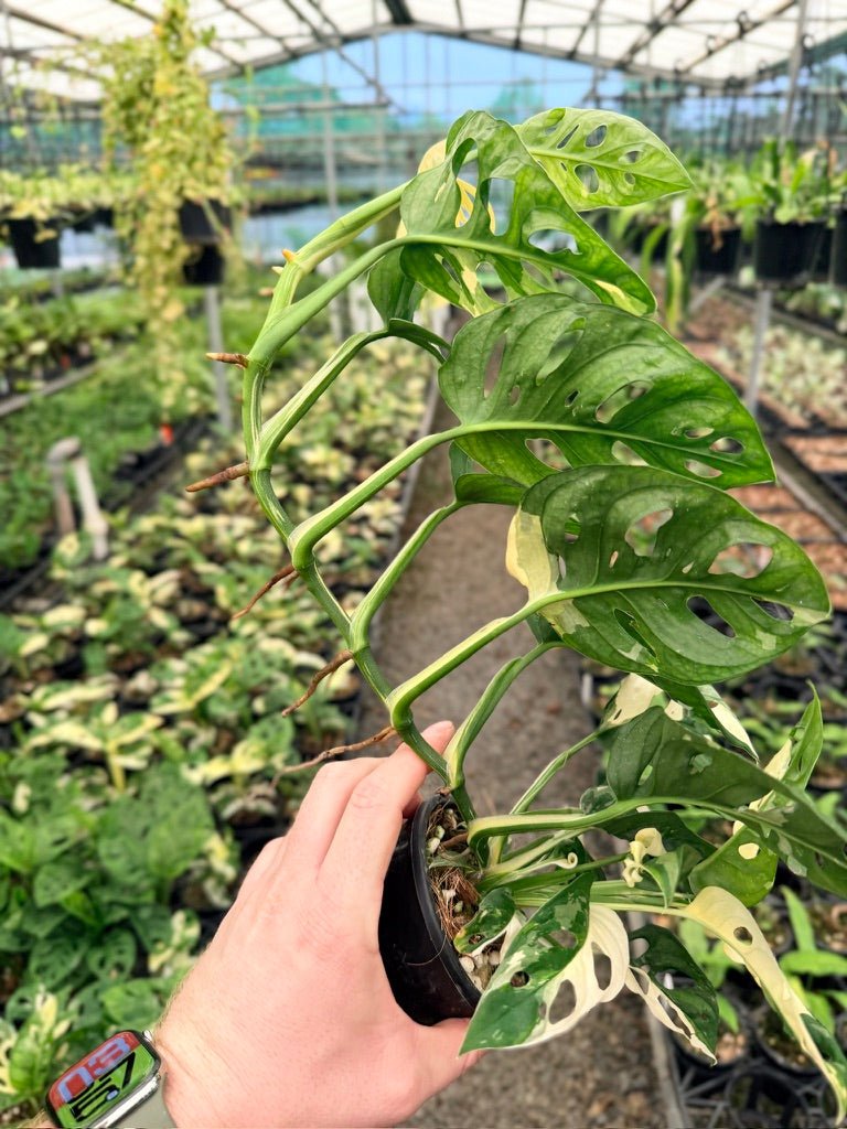 Handpicked 124 - Monstera Adansonii - Monkey Mask - Variegated Albo | Uprooted