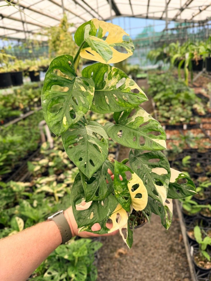 Handpicked 124 - Monstera Adansonii - Monkey Mask - Variegated Albo | Uprooted