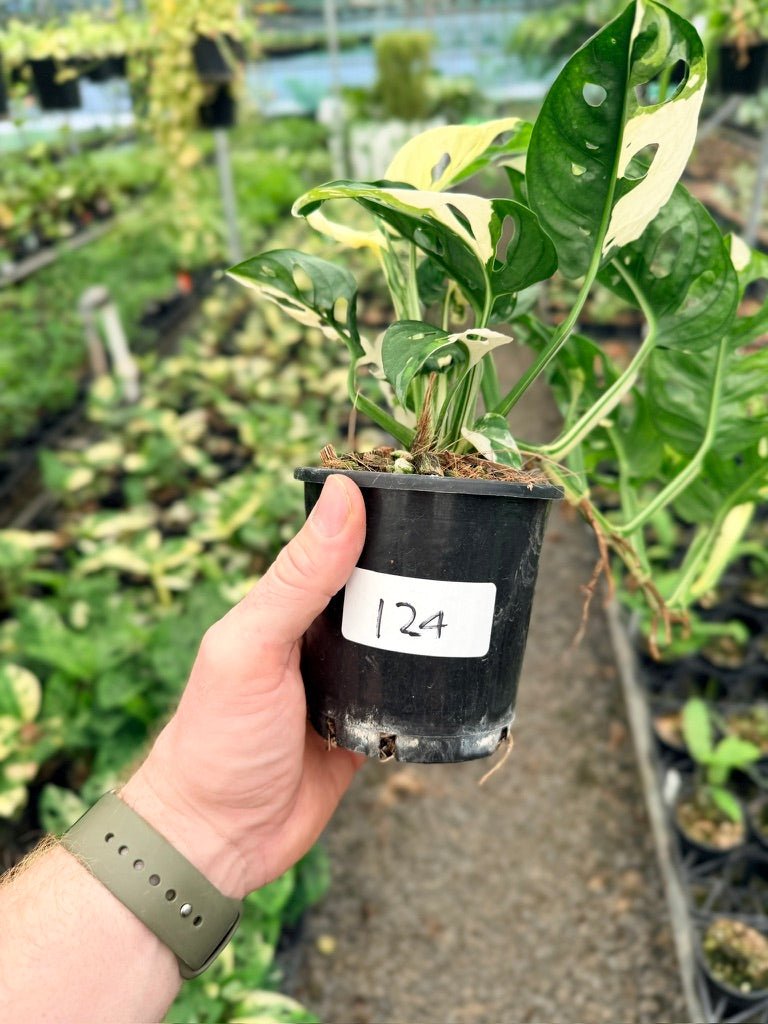 Handpicked 124 - Monstera Adansonii - Monkey Mask - Variegated Albo | Uprooted