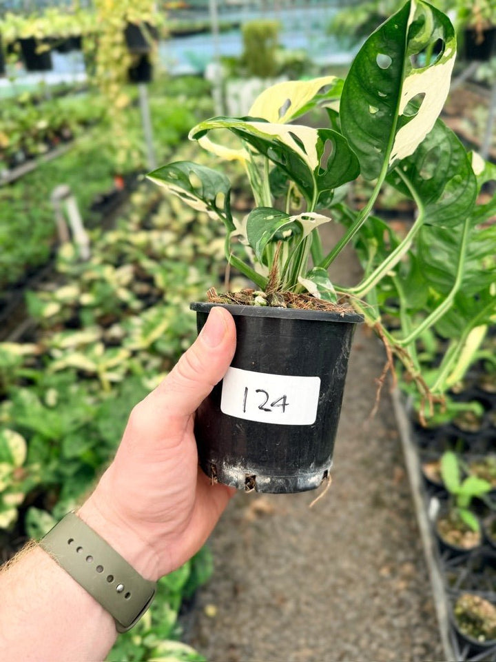 Handpicked 124 - Monstera Adansonii - Monkey Mask - Variegated Albo | Uprooted