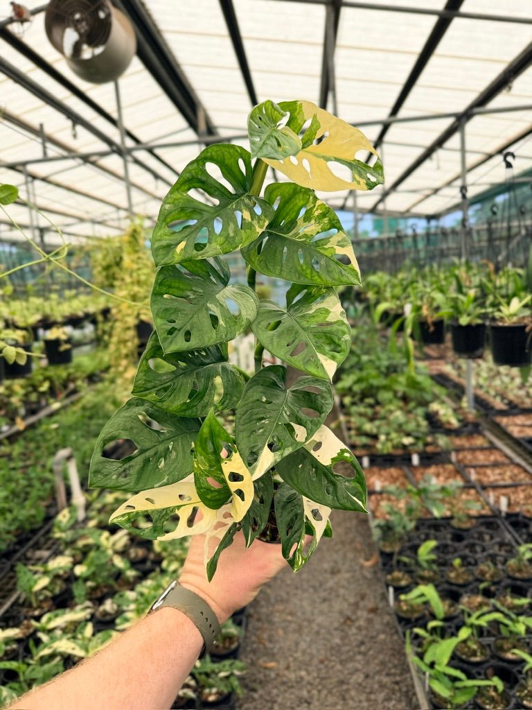 Handpicked 124 - Monstera Adansonii - Monkey Mask - Variegated Albo | Uprooted