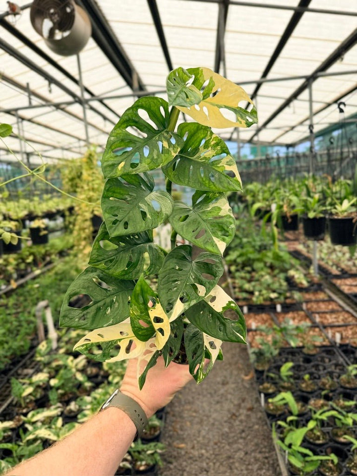 Handpicked 124 - Monstera Adansonii - Monkey Mask - Variegated Albo | Uprooted