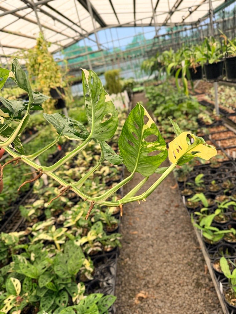 Handpicked 124 - Monstera Adansonii - Monkey Mask - Variegated Albo | Uprooted