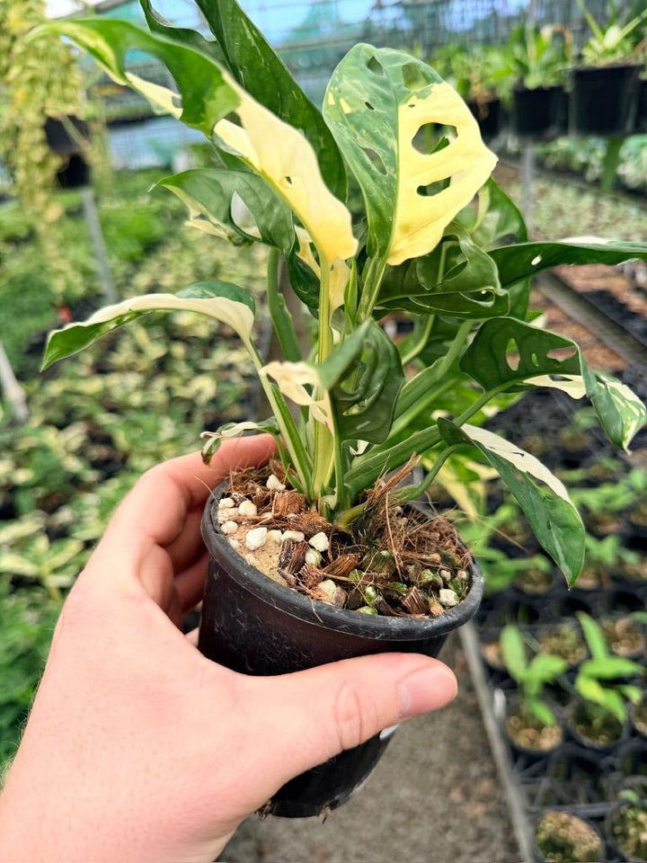 Handpicked 124 - Monstera Adansonii - Monkey Mask - Variegated Albo | Uprooted