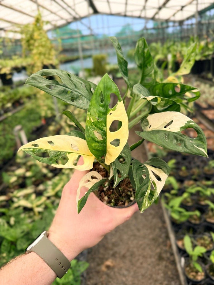Handpicked 124 - Monstera Adansonii - Monkey Mask - Variegated Albo | Uprooted