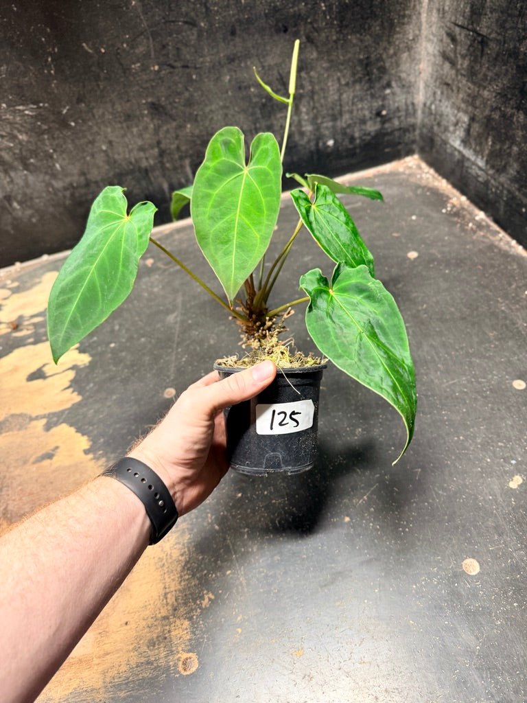 Handpicked 125 -Anthurium Blue Velvet Hybrid X Dark Forgetii | Uprooted