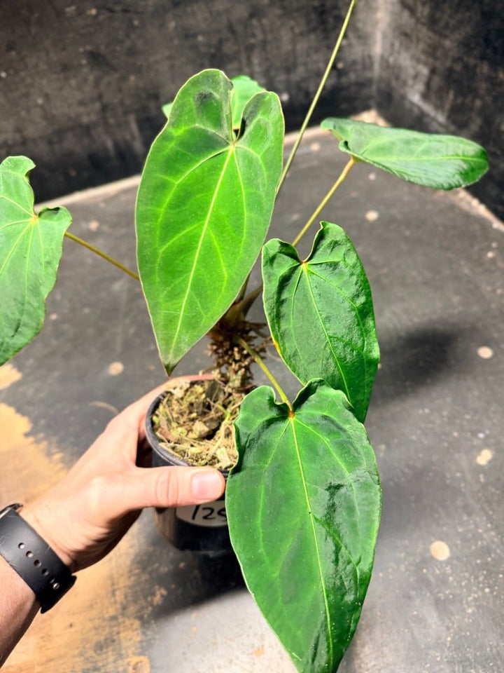 Handpicked 125 -Anthurium Blue Velvet Hybrid X Dark Forgetii | Uprooted