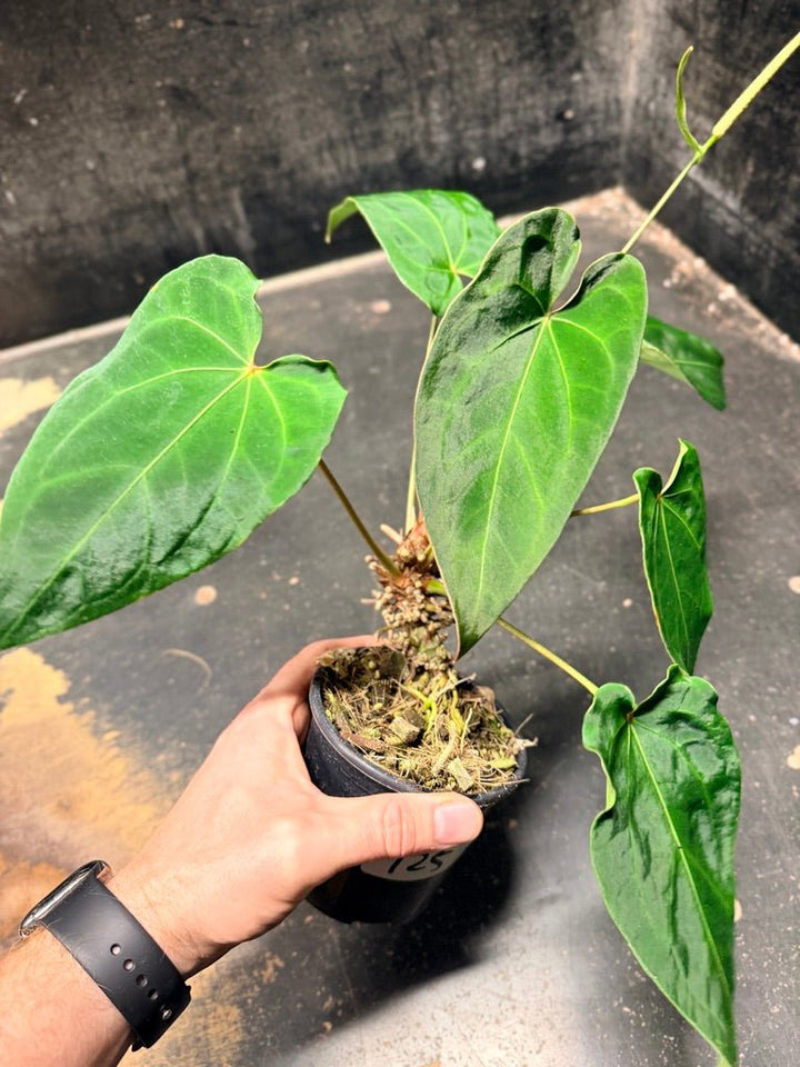 Handpicked 125 -Anthurium Blue Velvet Hybrid X Dark Forgetii | Uprooted