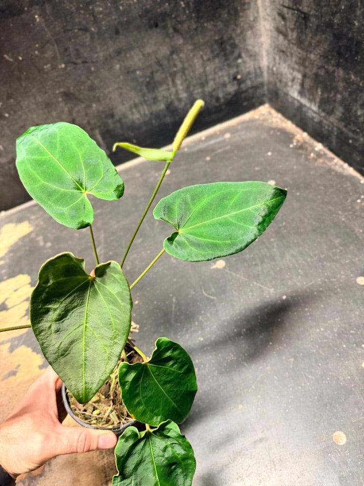 Handpicked 125 -Anthurium Blue Velvet Hybrid X Dark Forgetii | Uprooted