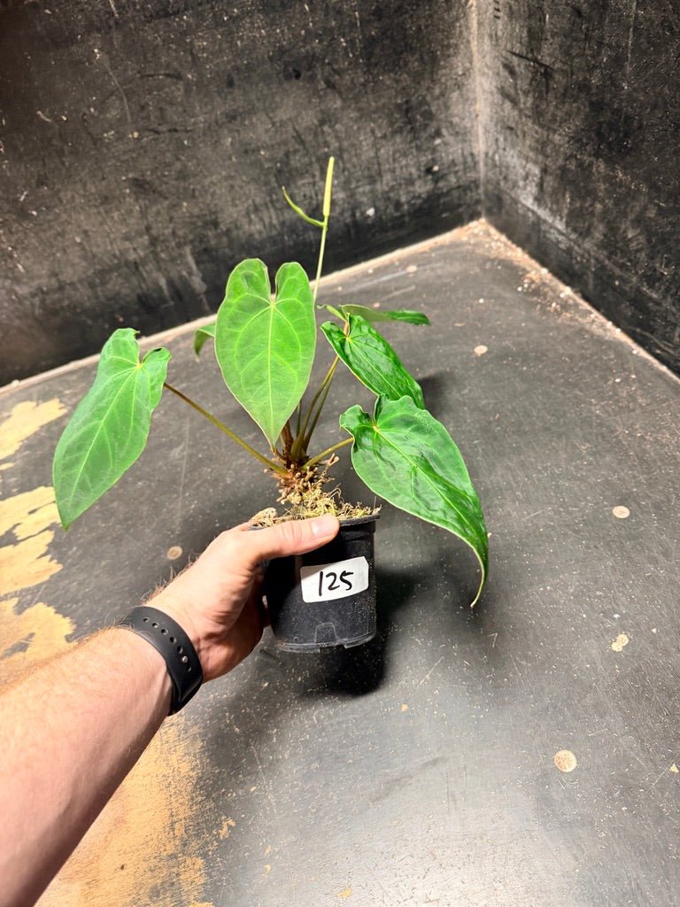 Handpicked 125 -Anthurium Blue Velvet Hybrid X Dark Forgetii | Uprooted