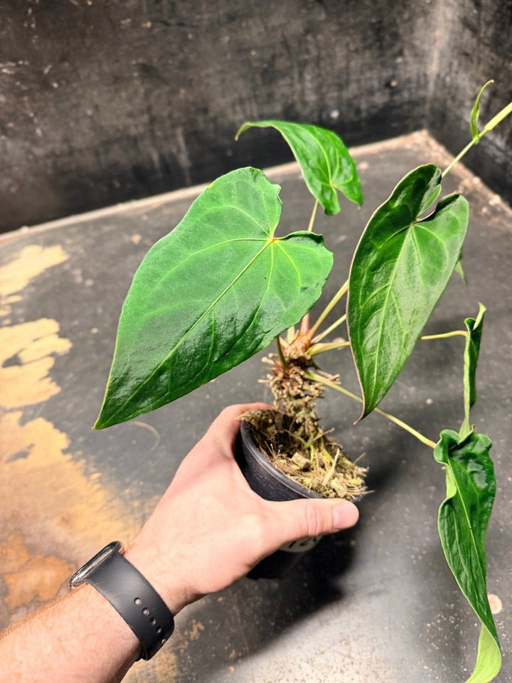 Handpicked 125 -Anthurium Blue Velvet Hybrid X Dark Forgetii | Uprooted