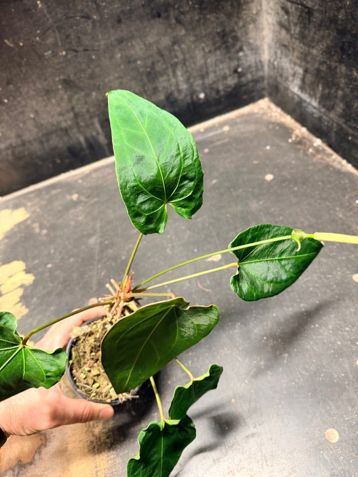 Handpicked 125 -Anthurium Blue Velvet Hybrid X Dark Forgetii | Uprooted