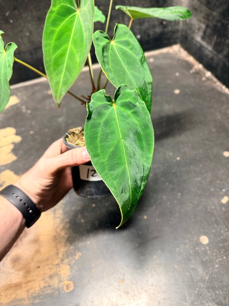 Handpicked 125 -Anthurium Blue Velvet Hybrid X Dark Forgetii | Uprooted
