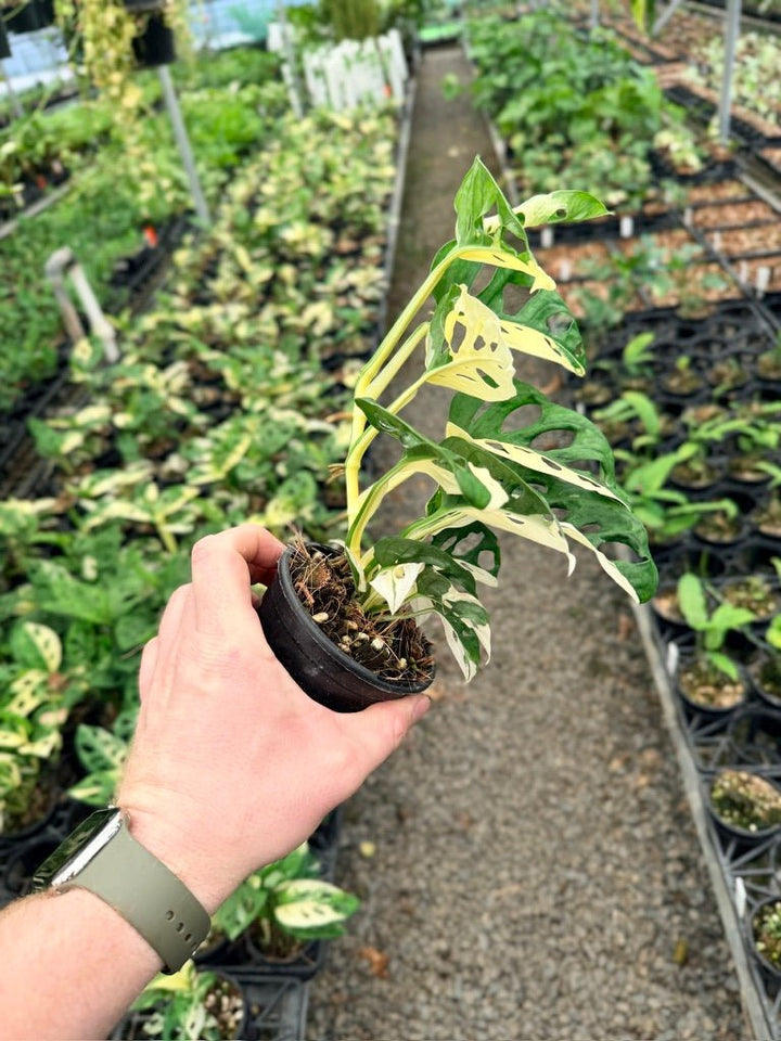 Handpicked 125 - Monstera Adansonii - Monkey Mask - Variegated Albo | Uprooted