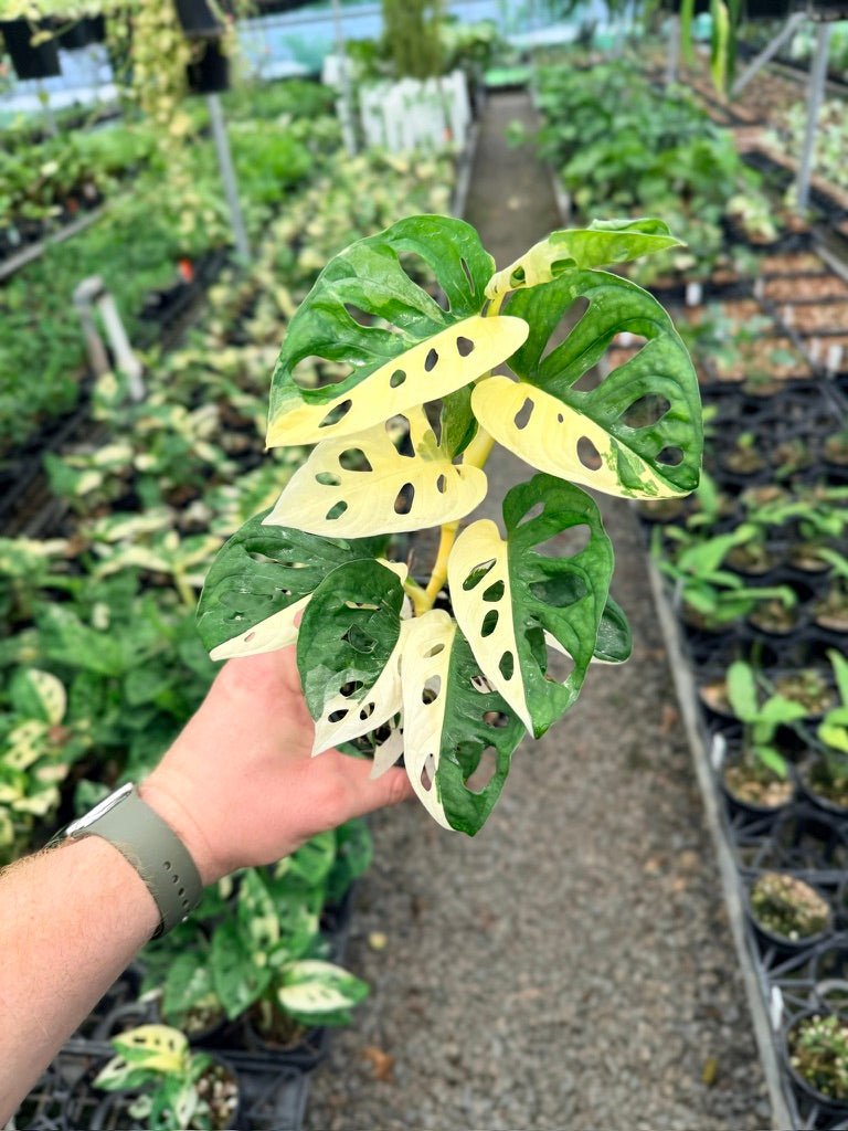 Handpicked 125 - Monstera Adansonii - Monkey Mask - Variegated Albo | Uprooted