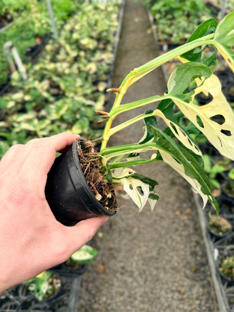 Handpicked 125 - Monstera Adansonii - Monkey Mask - Variegated Albo | Uprooted