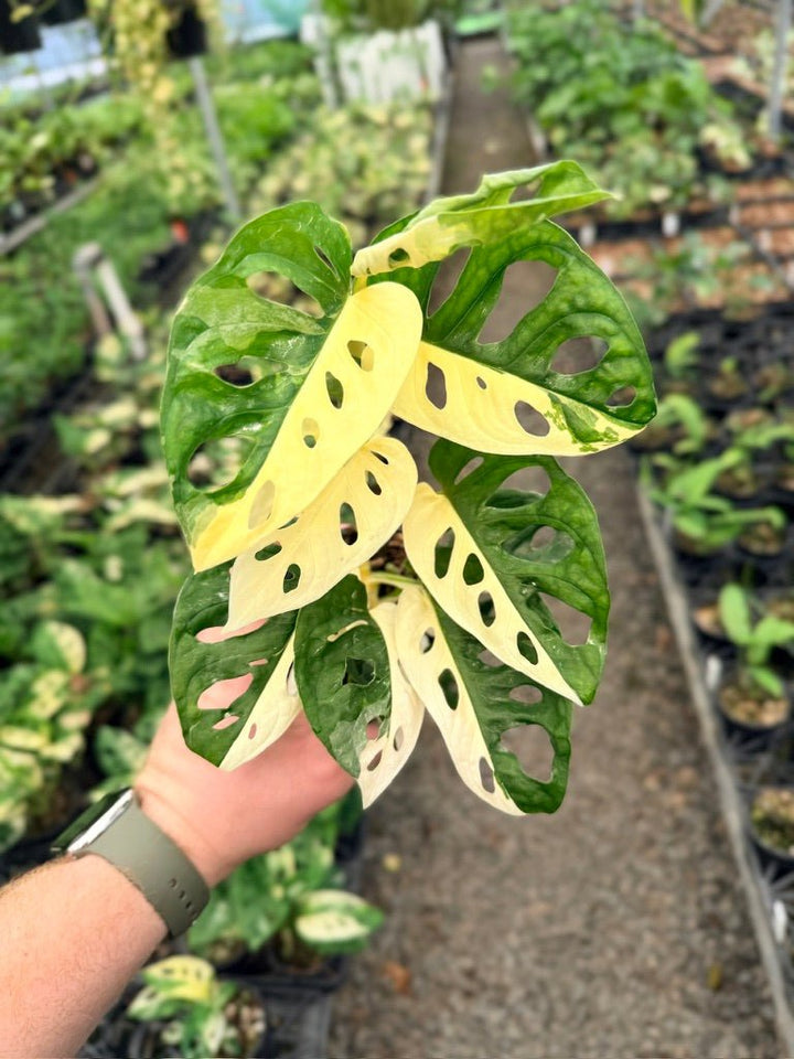 Handpicked 125 - Monstera Adansonii - Monkey Mask - Variegated Albo | Uprooted