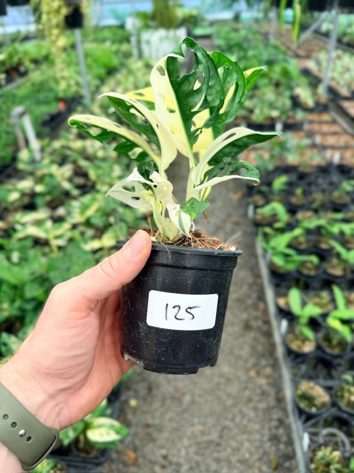 Handpicked 125 - Monstera Adansonii - Monkey Mask - Variegated Albo | Uprooted