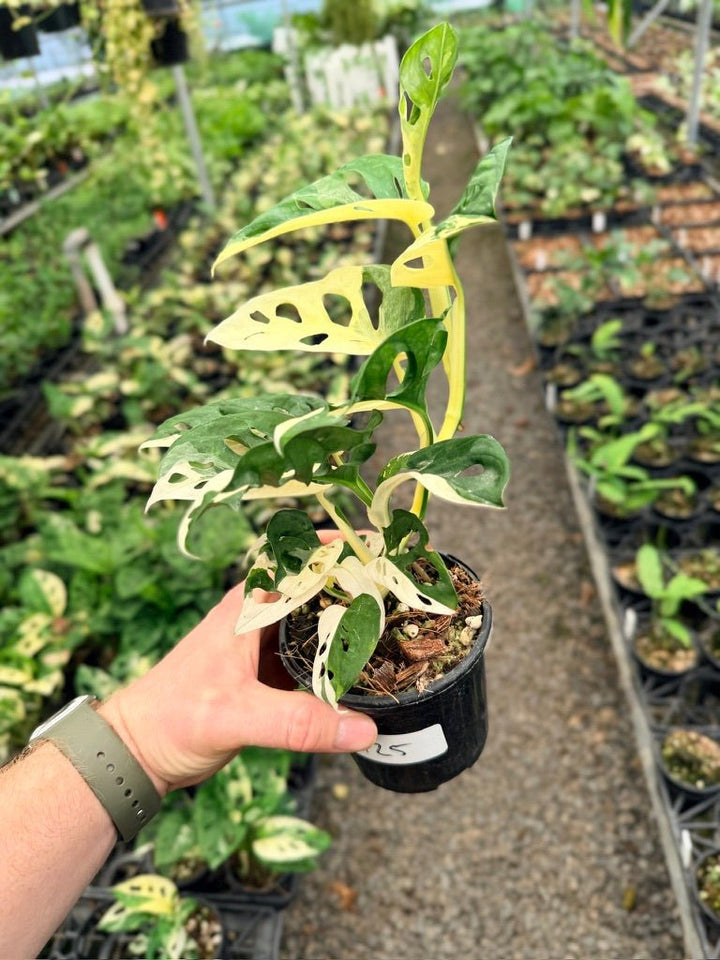 Handpicked 125 - Monstera Adansonii - Monkey Mask - Variegated Albo | Uprooted