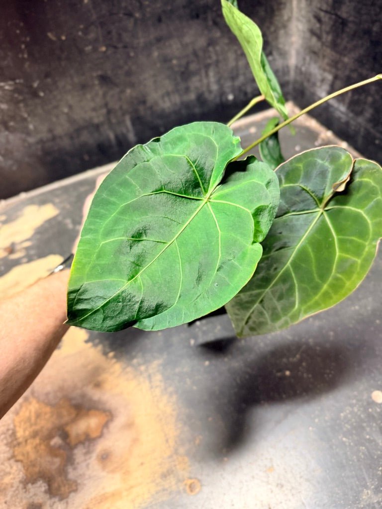Handpicked 126 - Anthurium Blue Velvet Hybrid X Dark Forgetii | Uprooted