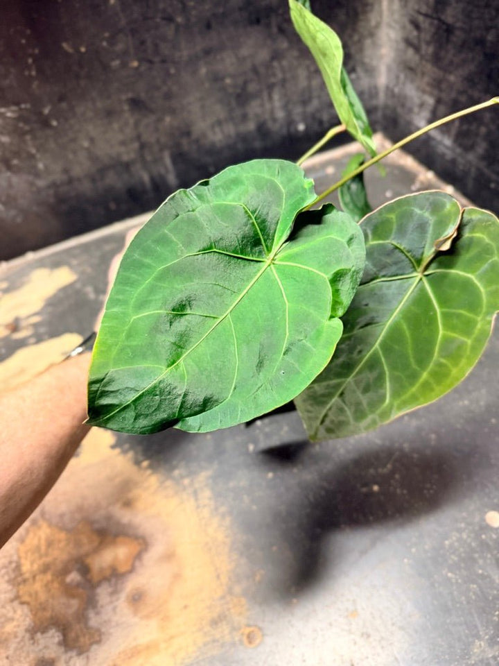 Handpicked 126 - Anthurium Blue Velvet Hybrid X Dark Forgetii | Uprooted