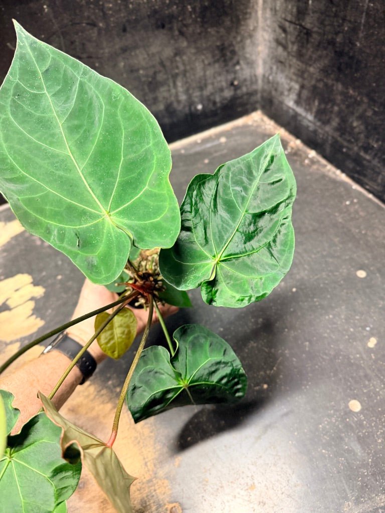 Handpicked 126 - Anthurium Blue Velvet Hybrid X Dark Forgetii | Uprooted