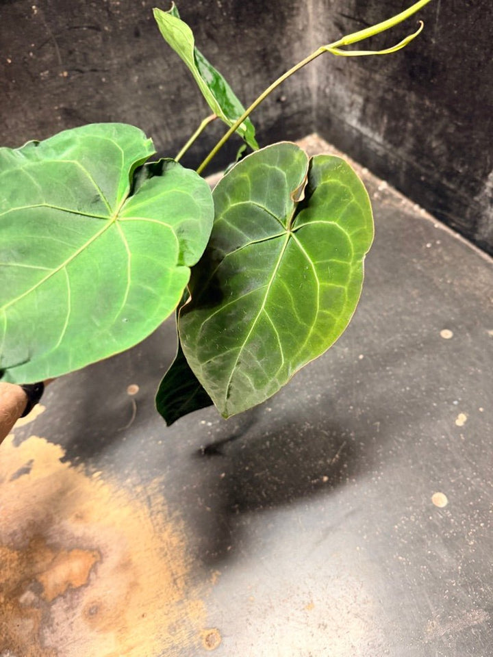 Handpicked 126 - Anthurium Blue Velvet Hybrid X Dark Forgetii | Uprooted