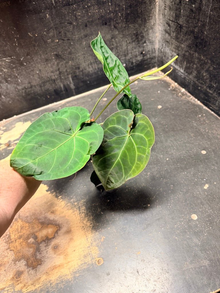 Handpicked 126 - Anthurium Blue Velvet Hybrid X Dark Forgetii | Uprooted