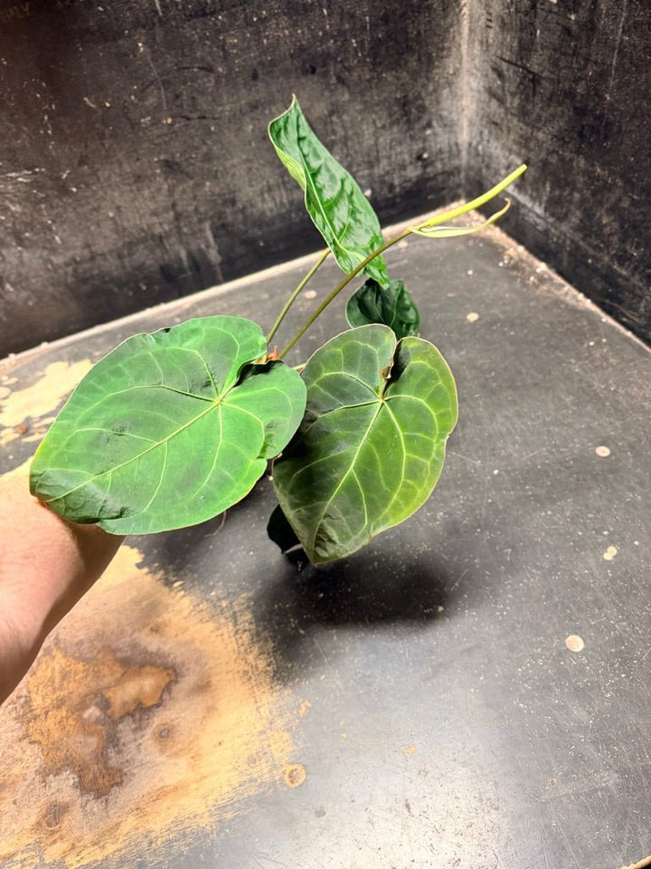 Handpicked 126 - Anthurium Blue Velvet Hybrid X Dark Forgetii | Uprooted