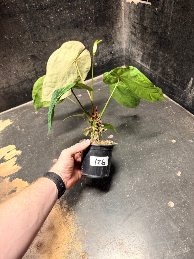 Handpicked 126 - Anthurium Blue Velvet Hybrid X Dark Forgetii | Uprooted