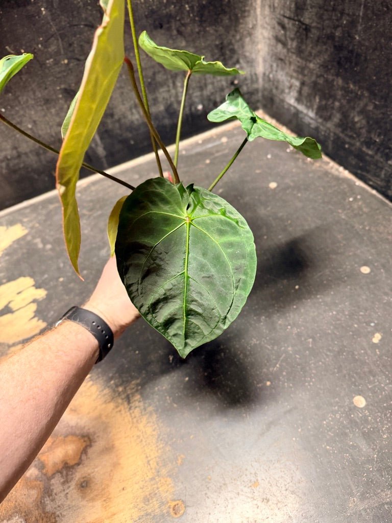Handpicked 126 - Anthurium Blue Velvet Hybrid X Dark Forgetii | Uprooted