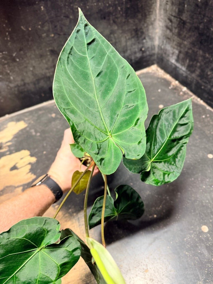 Handpicked 126 - Anthurium Blue Velvet Hybrid X Dark Forgetii | Uprooted