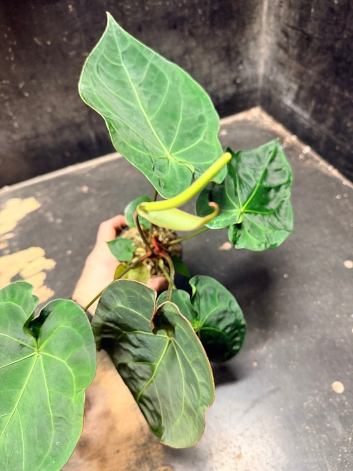 Handpicked 126 - Anthurium Blue Velvet Hybrid X Dark Forgetii | Uprooted
