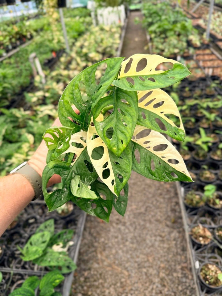 Handpicked 126 - Monstera Adansonii - Monkey Mask - Variegated Albo | Uprooted