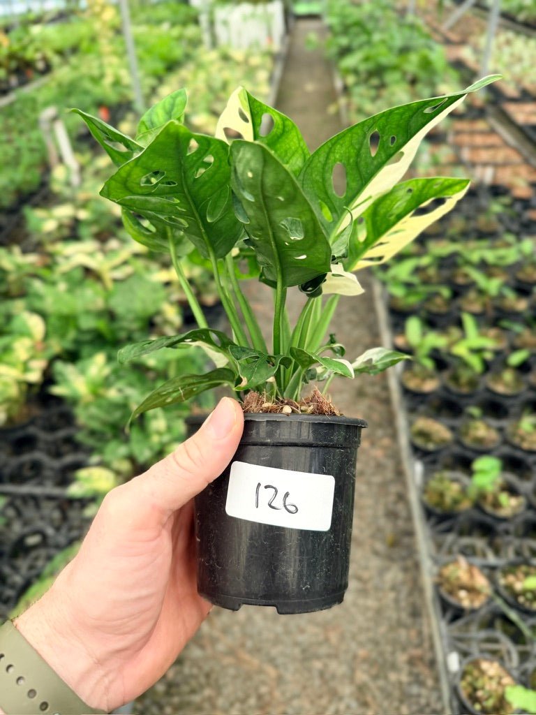 Handpicked 126 - Monstera Adansonii - Monkey Mask - Variegated Albo | Uprooted
