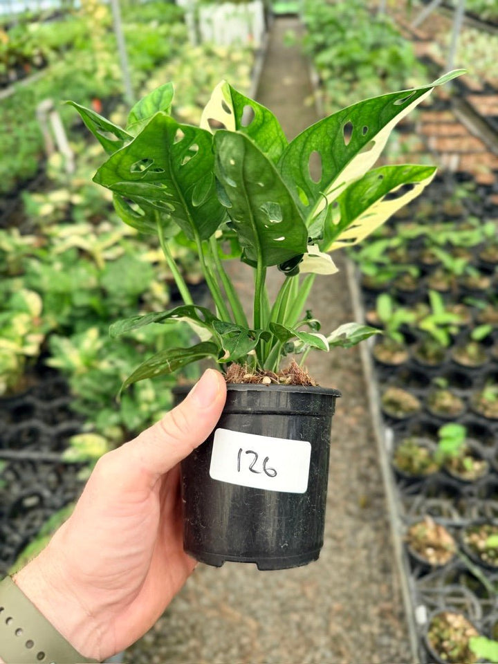 Handpicked 126 - Monstera Adansonii - Monkey Mask - Variegated Albo | Uprooted