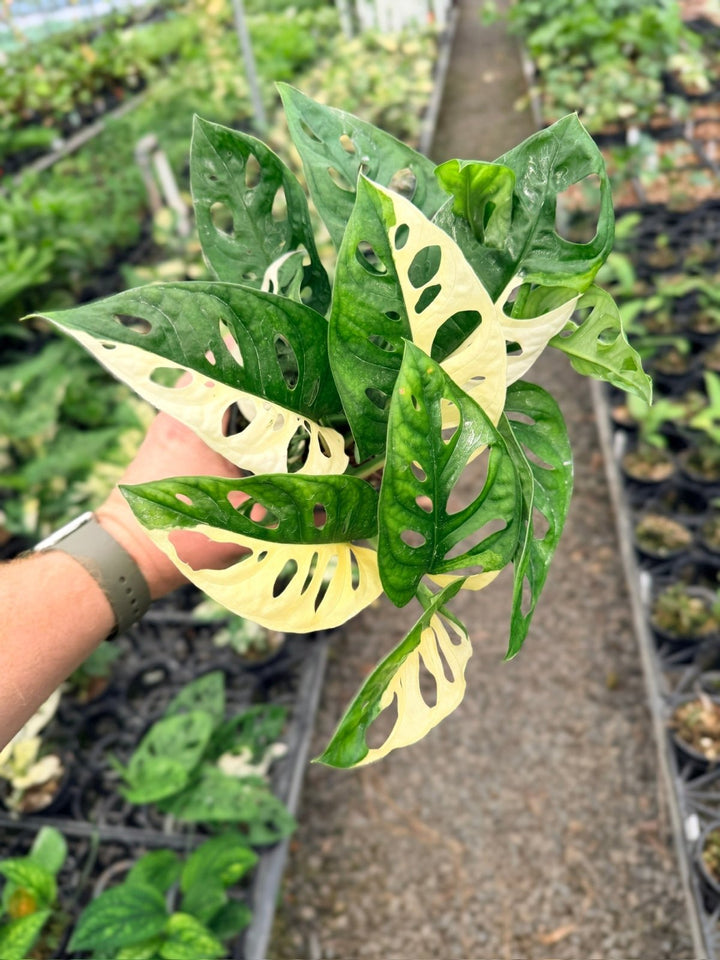 Handpicked 126 - Monstera Adansonii - Monkey Mask - Variegated Albo | Uprooted