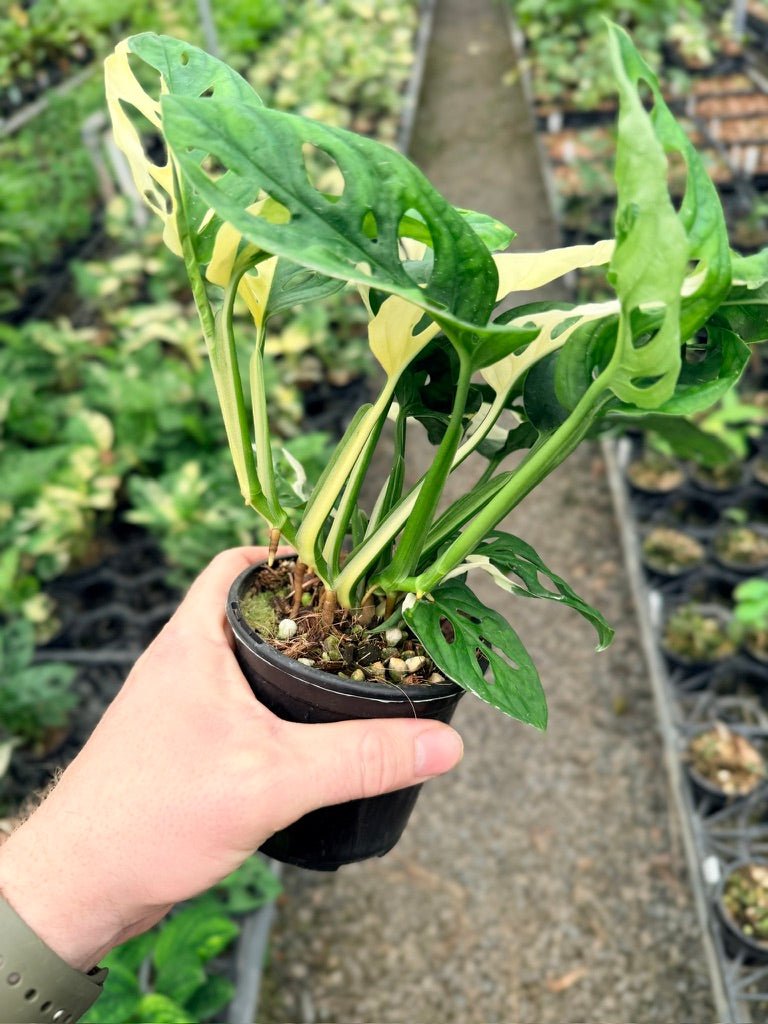 Handpicked 126 - Monstera Adansonii - Monkey Mask - Variegated Albo | Uprooted