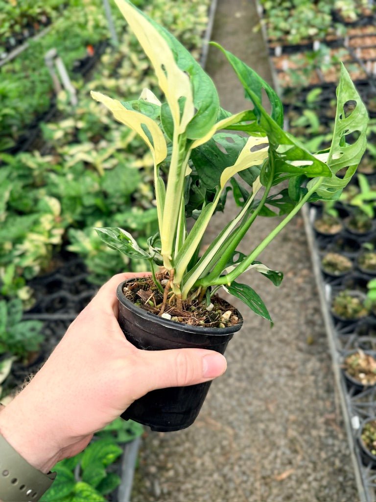 Handpicked 126 - Monstera Adansonii - Monkey Mask - Variegated Albo | Uprooted