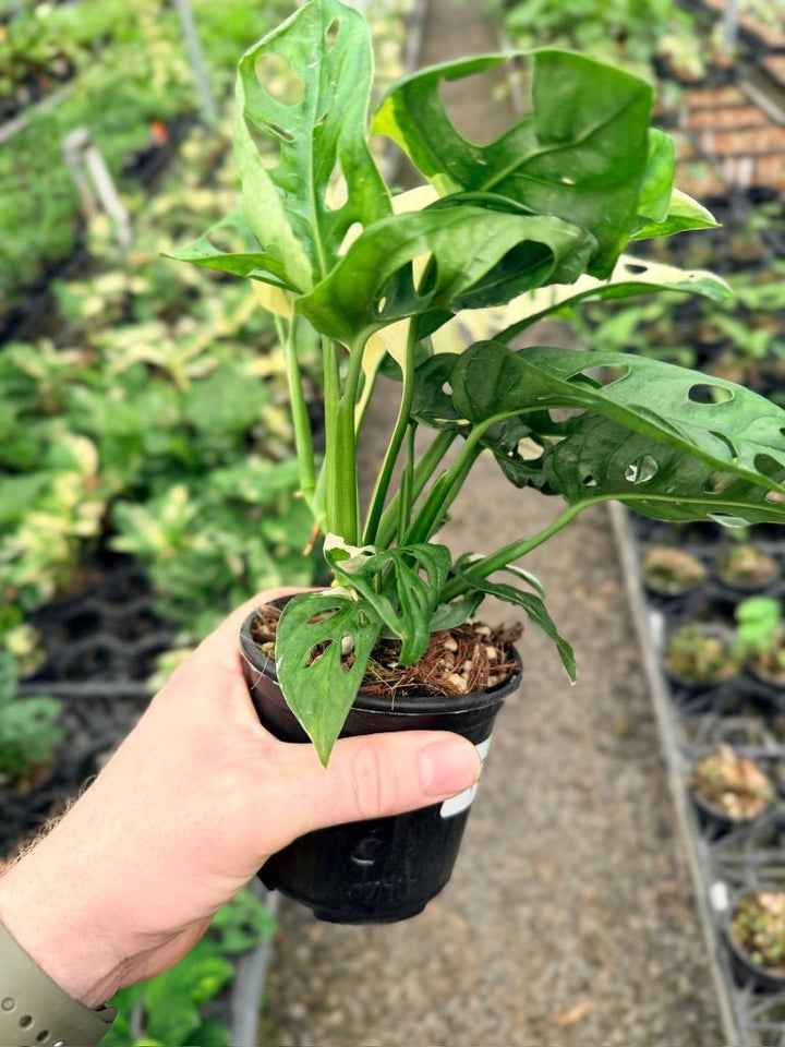Handpicked 126 - Monstera Adansonii - Monkey Mask - Variegated Albo | Uprooted