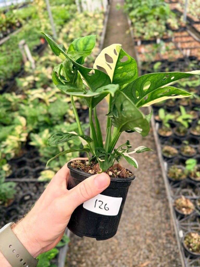 Handpicked 126 - Monstera Adansonii - Monkey Mask - Variegated Albo | Uprooted