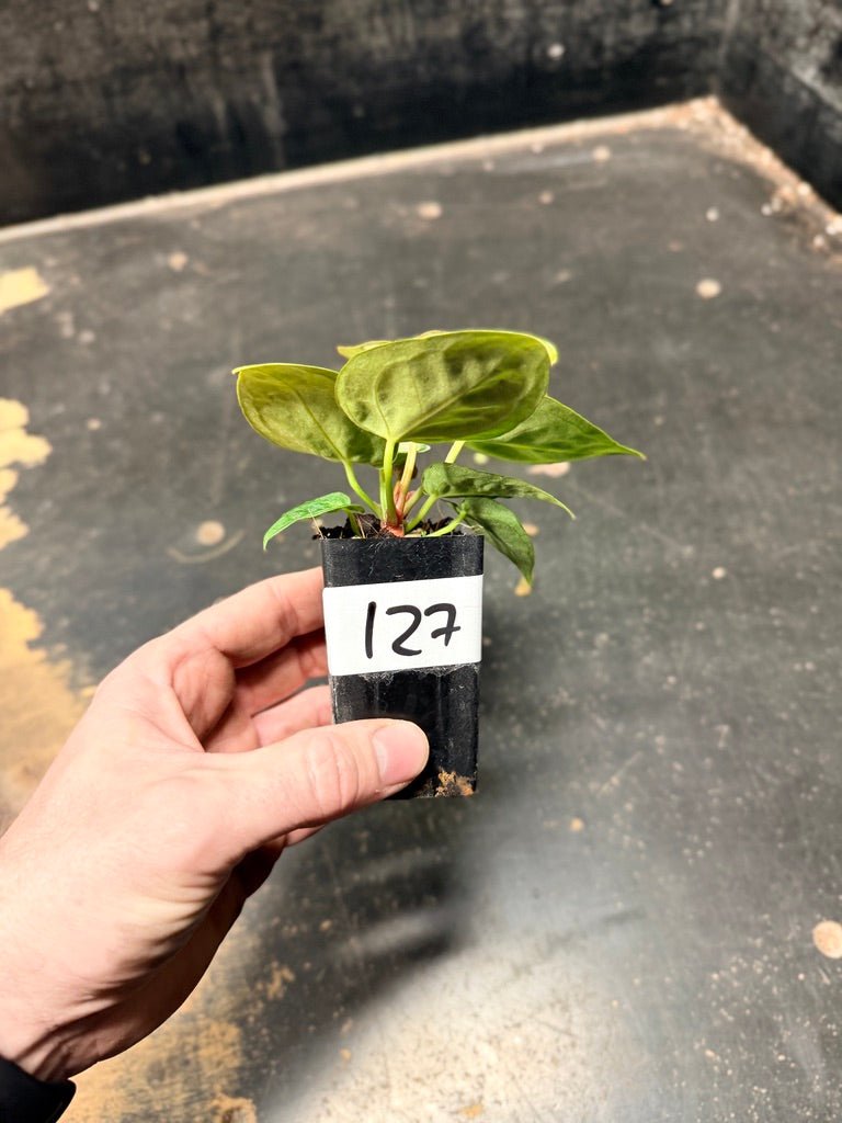 Handpicked 127 - Anthurium Crystallinum Dorayaki Silver Blush | Uprooted