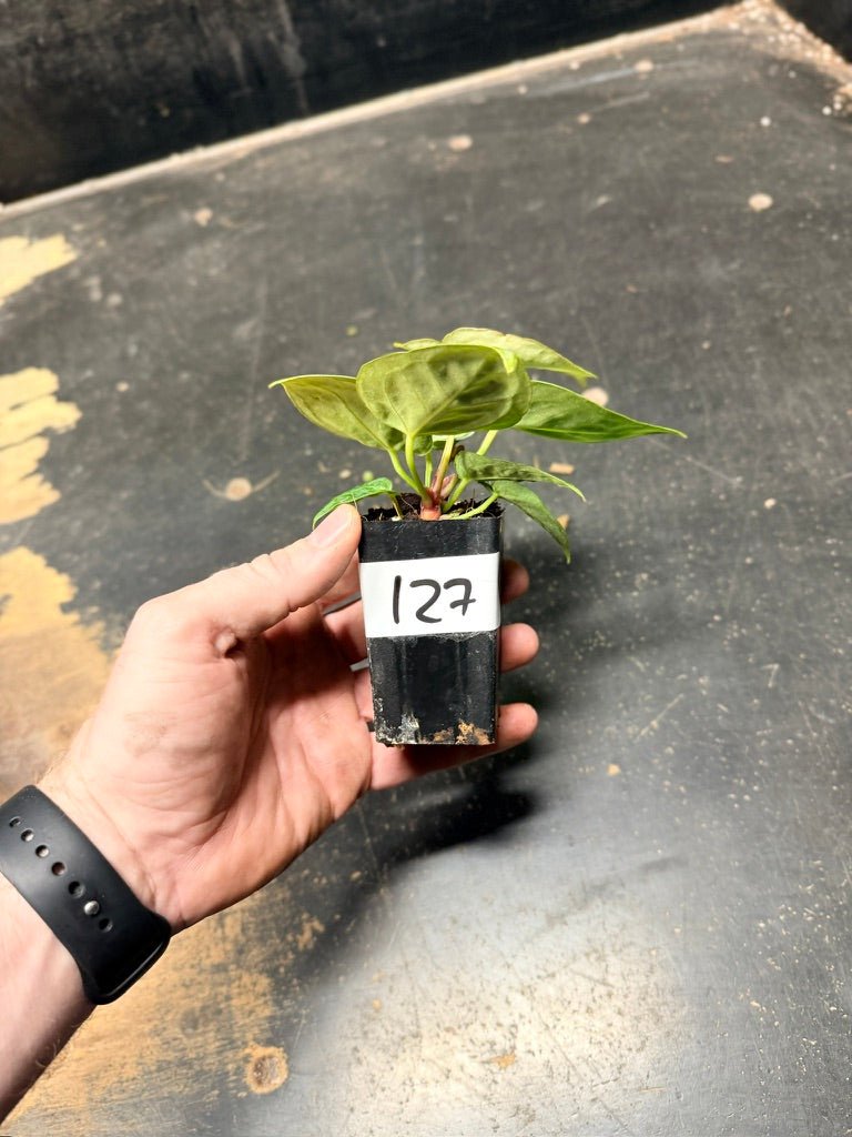Handpicked 127 - Anthurium Crystallinum Dorayaki Silver Blush | Uprooted
