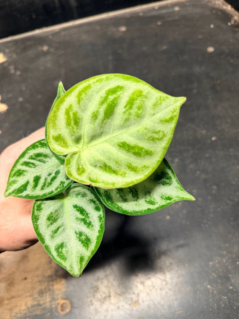 Handpicked 127 - Anthurium Crystallinum Dorayaki Silver Blush | Uprooted